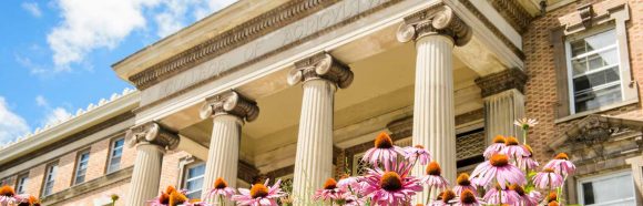 Bumble bees gather pollen on echinacea flowers outside of Agricultural Hall at the University of Wisconsin-Madison on July 24, 2017.